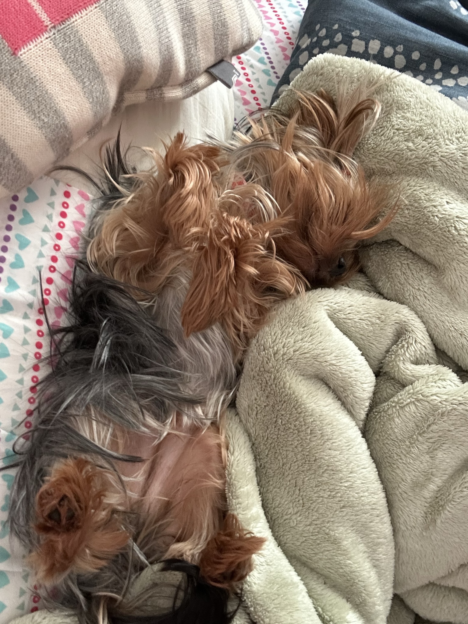 Gros dodo sur le dos