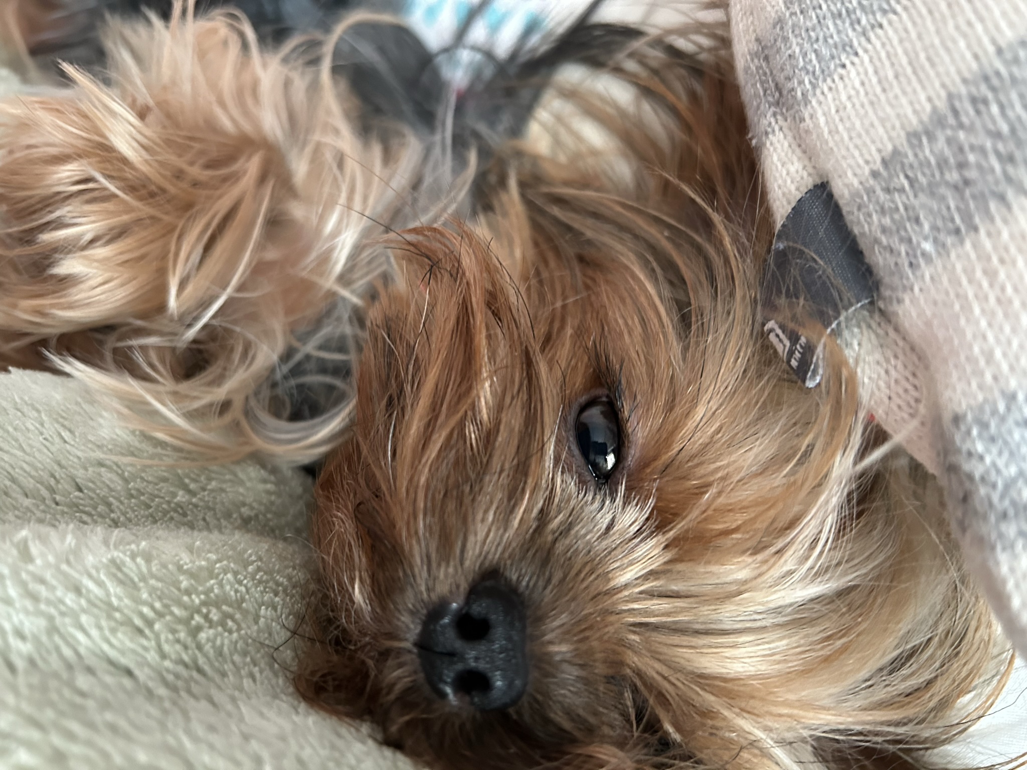 Fatugée la demoiselle