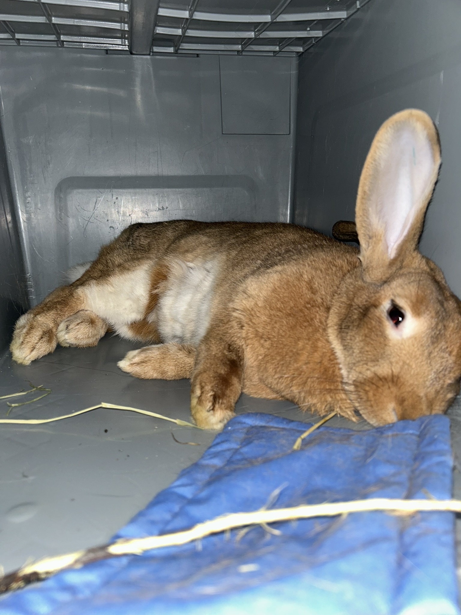 Cachée dans la cabane