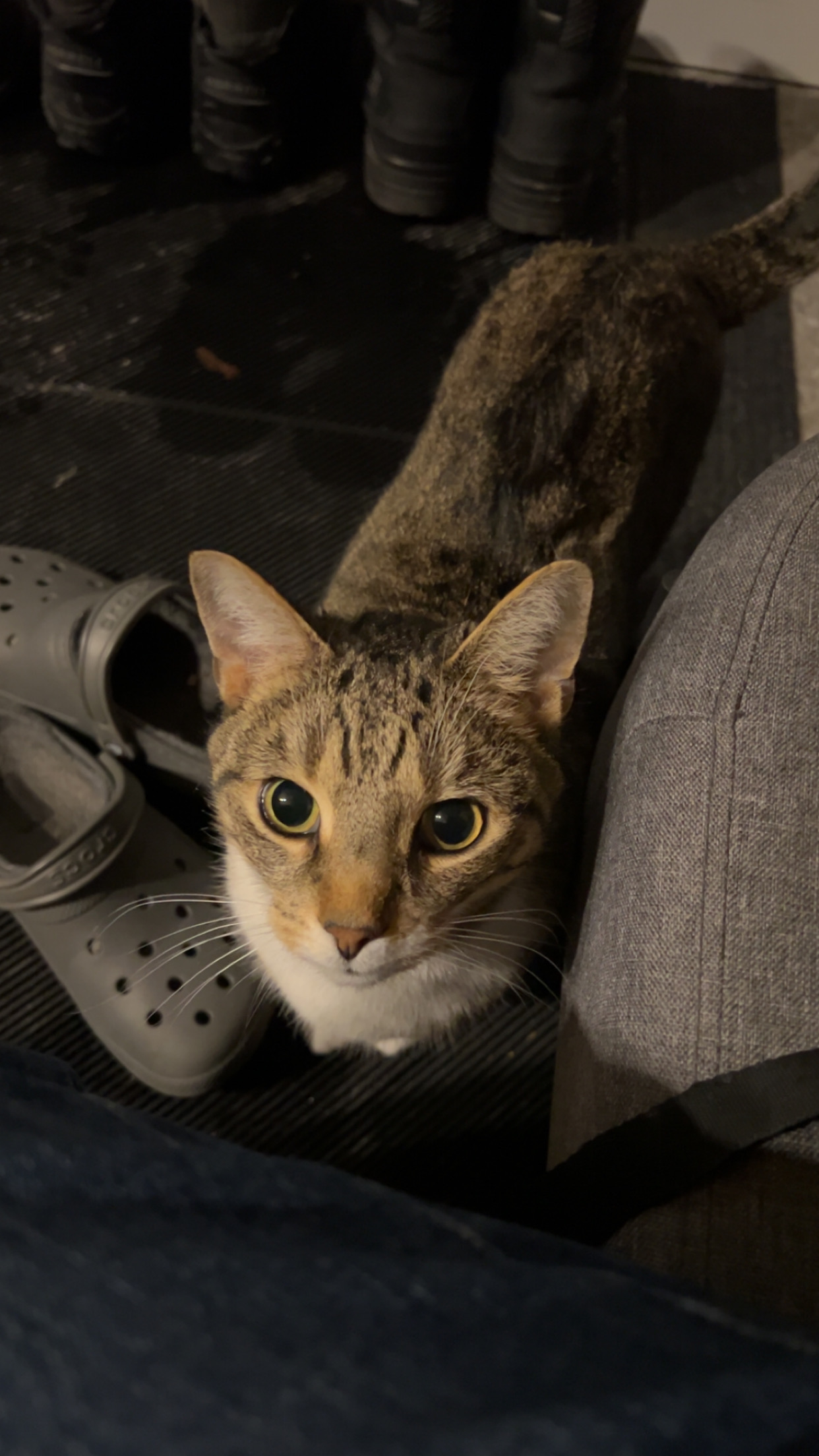 Louis fait les beaux yeux